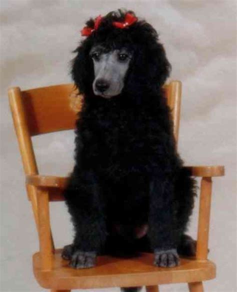 Silver Puppy On Chair Cantope Standard Poodles