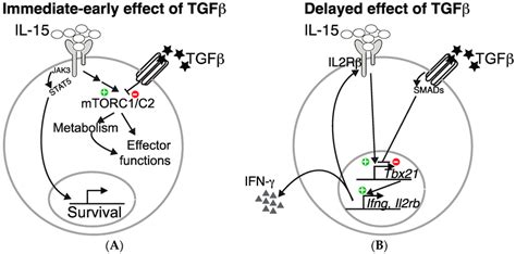 Tgf β Inhibits Il 15 Driven Natural Killer Nk Cell Effector Functions