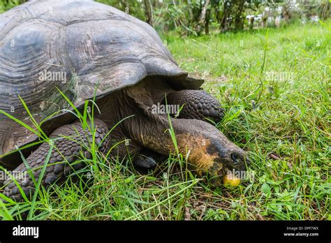 Wild Galapagos Giant Tortoise Chelonoidis Nigra Feeding On Passion