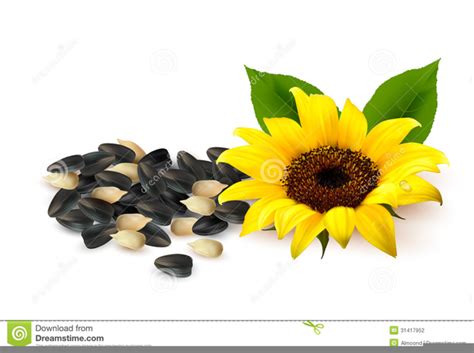 Clipart Of Sunflower Seeds Free Images At Vector Clip Art