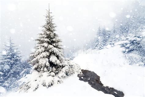 Spruce Tree Foggy Forest Covered By Snow In Winter Landscape Stock