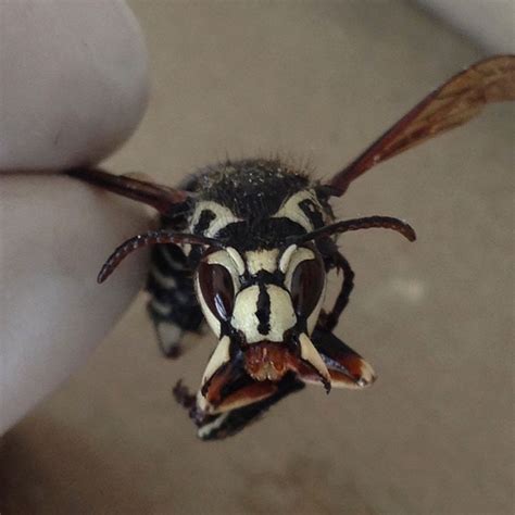 Bald Faced Hornet Pictures