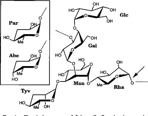 Figure 1 From Crystal Structure Of Phage P22 Tailspike Protein