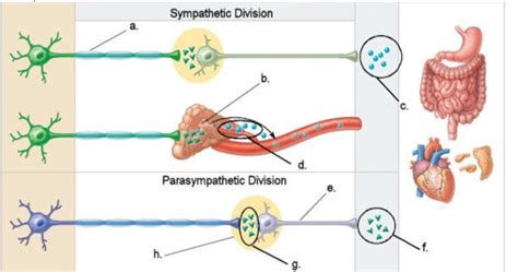 Structures of the sympathetic and parasympathetic systems Diagram | Quizlet