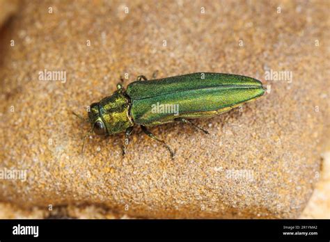 Emerald Ash Borer Agrilus Planipennis Female Stock Photo Alamy