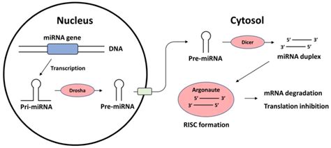 Biosynthesis Of MiRNA And The Mechanism Of Action MiRNA MicroRNA