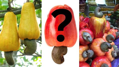 The Cashew Apple Where Do Cashews Come From YouTube