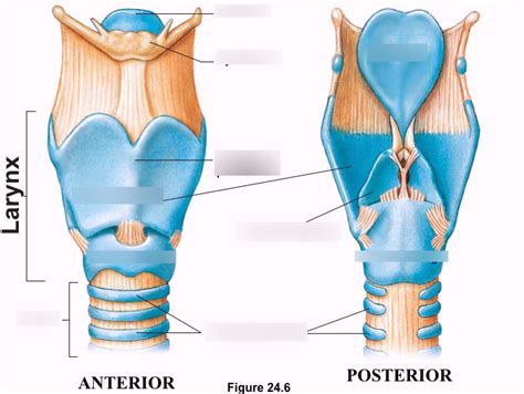 larynx and trachea Diagram | Quizlet