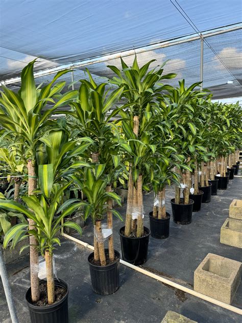 Dracaena Mass Cane Corn Plant Massangeana | Eureka Farms