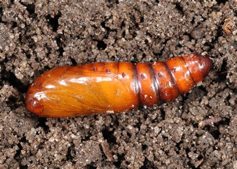 Corn Earworm Pupa