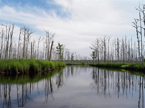 Coastal Wetland Series Photograph By Chad Talton Fine Art America