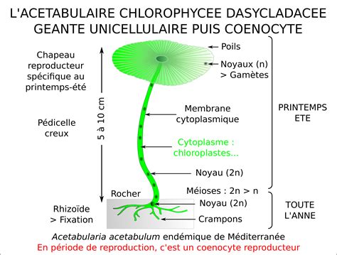 Ac Tabulaire