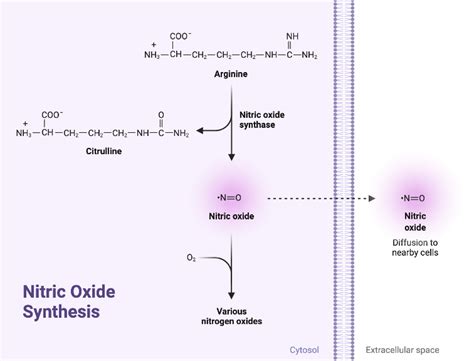 Nitric Oxide Synthesis 1 | BioRender Science Templates