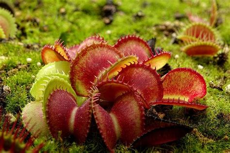 Cómo cultivar plantas carnívoras en casa Foto 4