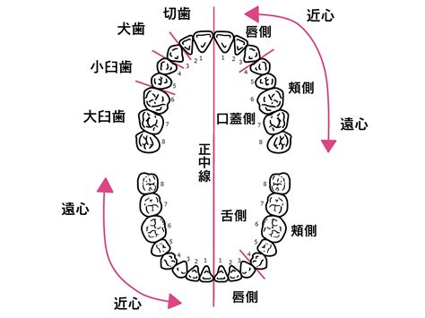 コラムvo 2「歯を知ろう～歯の数と種類編～」 【公式】名古屋市守山区で歯医者ならしだみ歯科へ