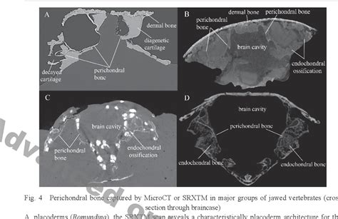 Synchrotron X Ray Tomographic Microscopy Reveals Histology And Internal