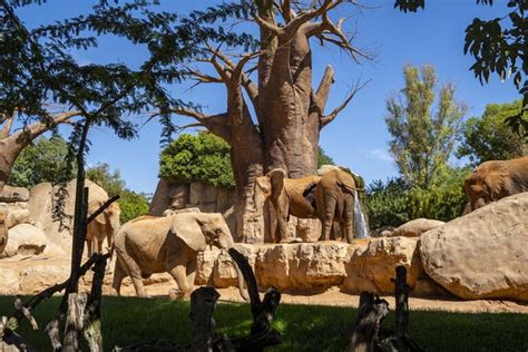 Bioparc En Cuenta Atr S Para El Nacimiento Del Primer Elefante