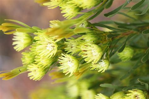 African Plants A Photo Guide Aulax Umbellata Thunb R Br