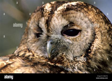 Chouette hulotte Strix Aluco enr sylvatica souvent appelé le hibou en