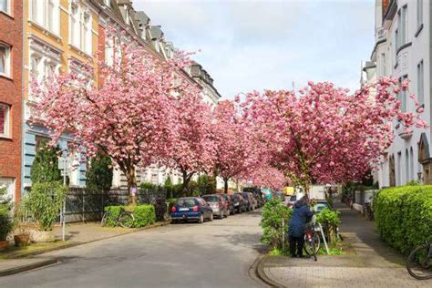 Cherry Blossom In M Nsters Schulstra E The Street In The Kreuzviertel