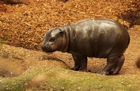 Das sind süßesten Tierbabys in den NRW Zoos