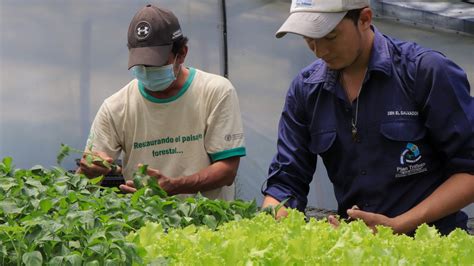 Plan Trifinio Incentiva Cultivo De Nuevas Variedades De Caf Y Aguacate