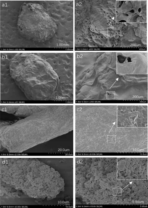 SEM Micrographs Of CBs A1 A2 MCBs B1 B2 MCCs C1 C2 And MCPs