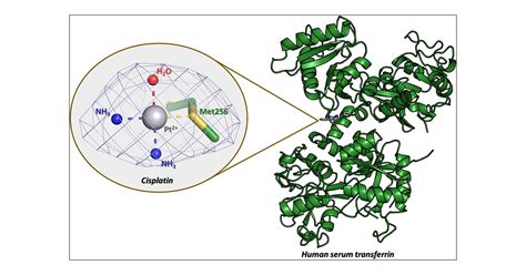 Cisplatin Binding To Human Serum Transferrin A Crystallographic Study