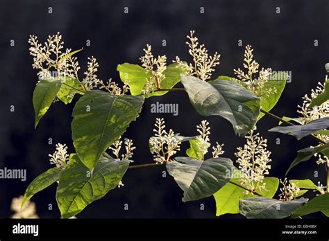 Japanese Knotweed Fallopia Japonica Reynoutria Japonica Flowering