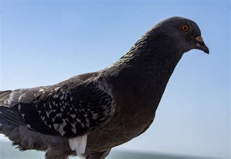 Pigeon Free Stock Photo Public Domain Pictures