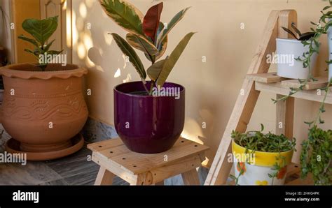 Pianta Fioriera Pianta In Vaso Immagini E Fotografie Stock Ad Alta