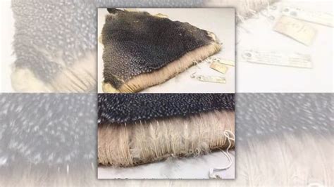 Photo Shows Thickness Of A Penguin S Coat Of Feathers Snopes