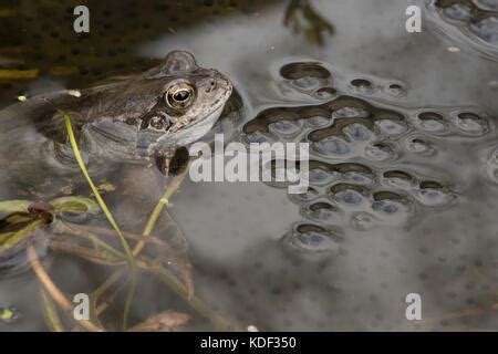 Common Frog Rana Temporaria And Frog Spawn In Pond In Spring North