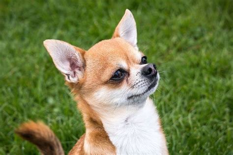 The Best Dog Foods For Chihuahuas in 2025