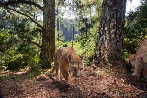 California Wildlife Program: Safeguarding Connectivity for Wildlife ...