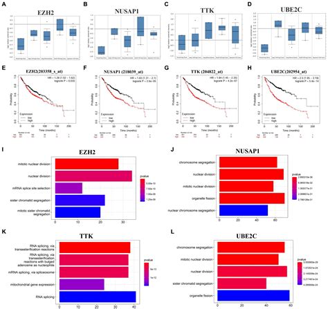 Frontiers Bioinformatics Based Screening Of Key Genes For