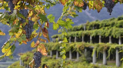 Nasce LElenco Regionale Dei Vigneti Eroici E Storici Del Piemonte