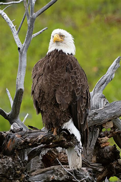 American Bald Eagle In Yellowstone National Park Photograph By Tibor