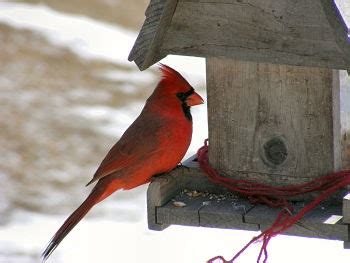 Top 10 Foods for Winter Bird Feeding | Audubon