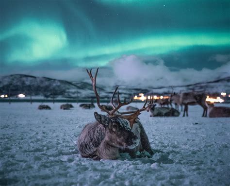Northern Lights | Tromso Arctic Reindeer