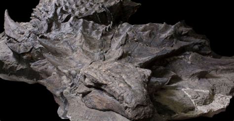 Canada Unveils Dinosaur Mummy Found With Skin And Gut Contents Intact