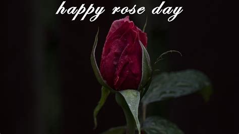 Happy Rose Day 2018 HD Images With Quotes – 7th Feb Rose Day Photos 3D ...