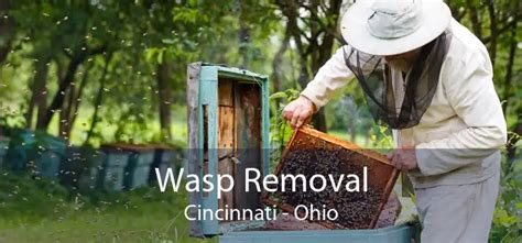 Wasp Removal Cincinnati Oh Mud Bee Wasp Nest Removal Near Me