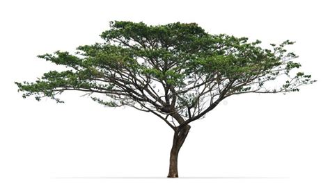 Albizia Saman & X28;Trembesi& X29; Tree in the Tourist Area of the