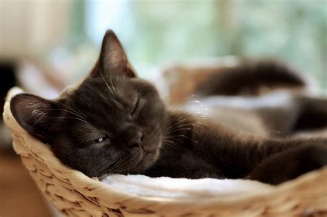 Cats purring: how and why do cats purr? - Animals yard