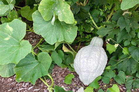 How To Control Squash Bugs Identification And Strategies Mygardenlife