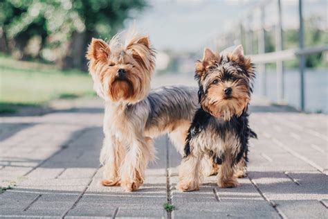 How Much Do Yorkies Cost Yorkshire Terrier Costs Explained