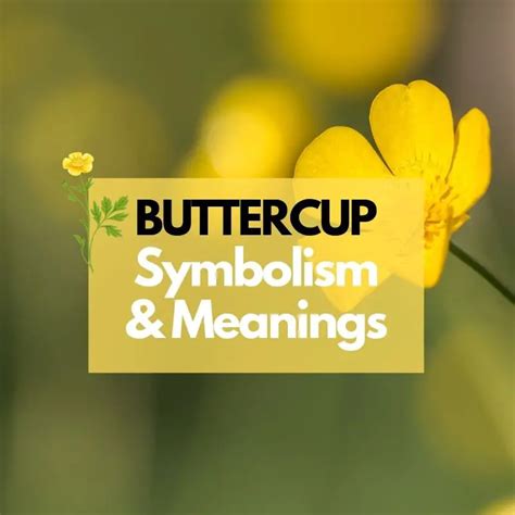 Buttercup Flower: Symbolism, Meanings, and History - Symbol Genie