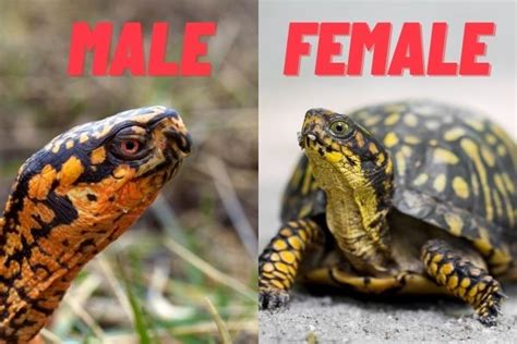 How Can You Tell If A Turtle Is Male Or Female The Turtle Hub In