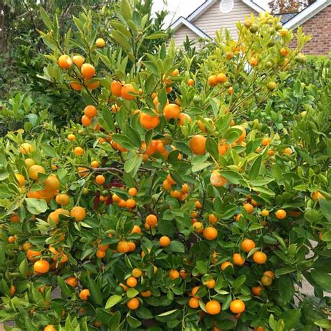 Marmalade Tree Beccles At Theresa Bishop Blog